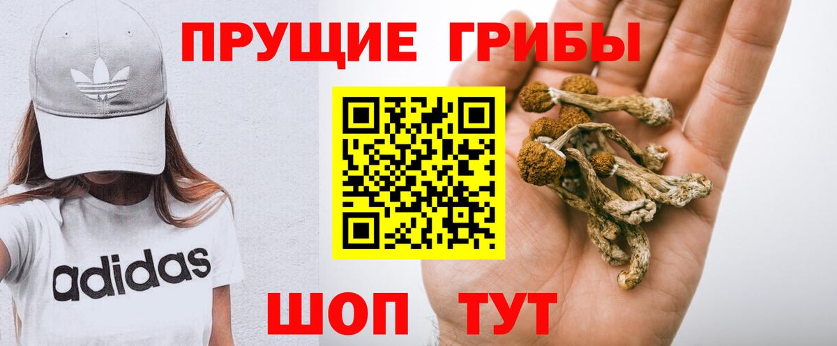 Заводоуковск  Псилоцибиновые грибы Psilocybe  Вход с VPN 